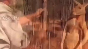 Рекомендации по ведению боя с кенгуру