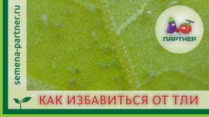 КАК ИЗБАВИТЬСЯ ОТ ТЛИ