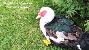 Индоутки через 2 месяца #утки #индоутка #усадьбараковская