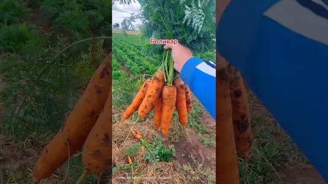 наши сорта моркови . шантане курода , Ред коред и боливар какой самый лучший сорт !?