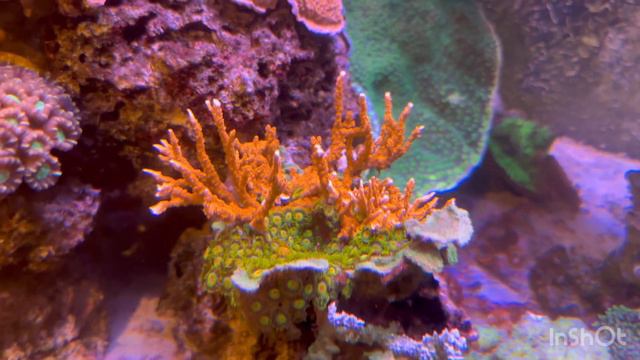 Создание рифа часть 7 смотреть онлайн