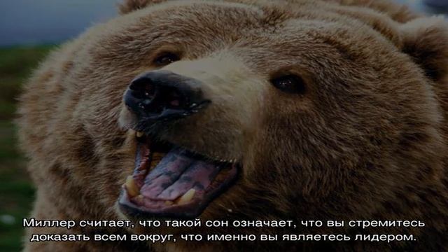 К чему снятся медведи?