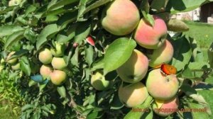 Яблоня колоновидная Каскад (malus) ? яблоня Каскад обзор: как сажать саженцы яблони Каскад