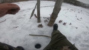 Сыр ловит рыбу! Что делать с безмотылкой? Плотва и окунь на сырный кубик.