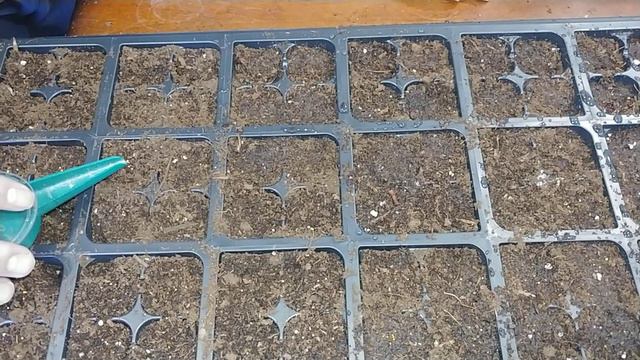 Starting Red Petunia (variety included) смотреть онлайн