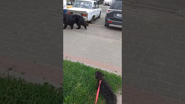 Цвергшнауцер. Встреча с ньюфаундлендом