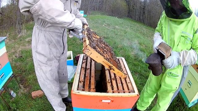 Проверка расплода смотреть онлайн