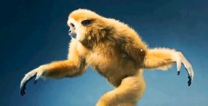 Танцующие животные