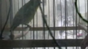 Пение чижа.