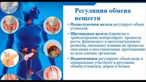 Пищеварительная система. Тема 34. Обмен органических и неорганических веществ. Витамины