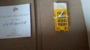 НОВАЯ ПЧЕЛОМАТКА НА ПАСЕКЕ БАКФАСТ!!! Golden Buckfast Belarus