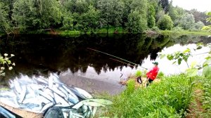 ПОЕХАЛИ С ЖЕНОЙ НА РЫБАЛКУ И ПОПАЛИ НА ЖОР САЛАКИ. РЫБАЛКА НА ПОПЛАВОЧНУЮ УДОЧКУ НА РЕКЕ.