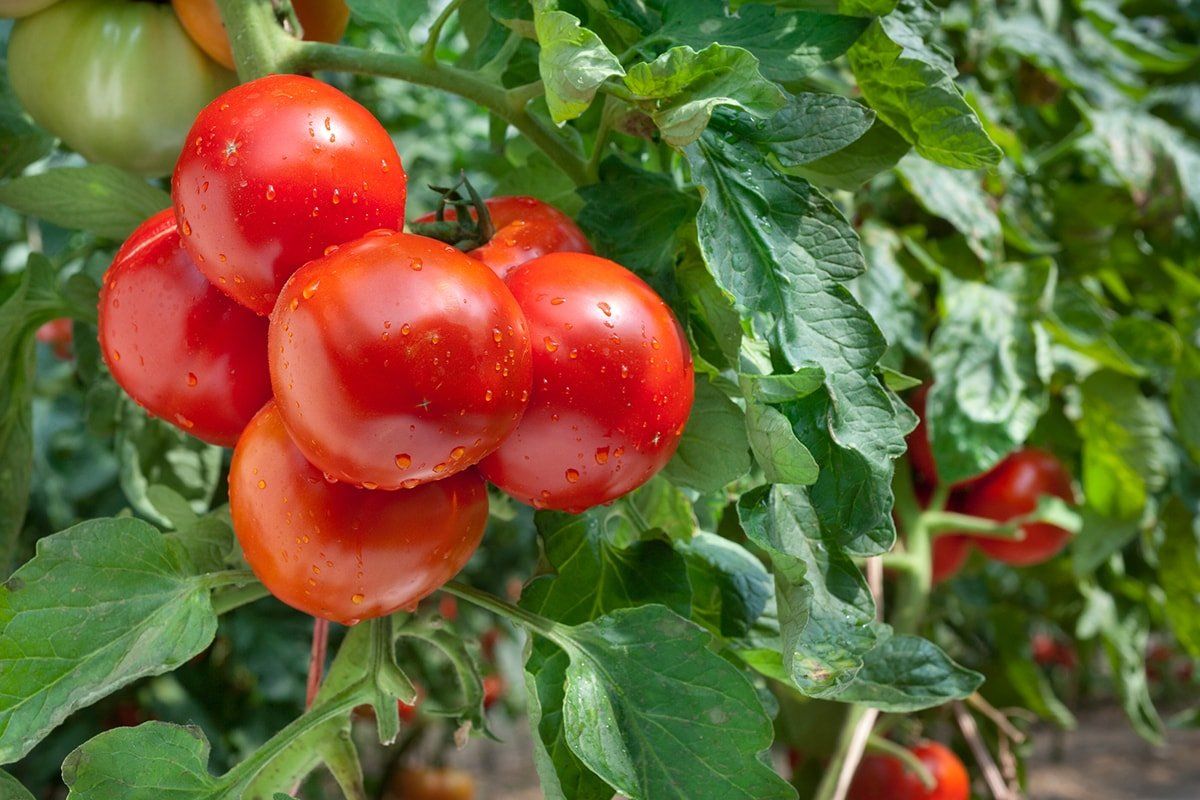 Подкормка для увеличения урожая томатов во время цветения
