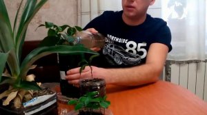 Подкормка растений древесной золой.
