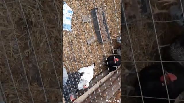 Козлята на мясо , как и каких кур брать. Уезжаю смотреть онлайн