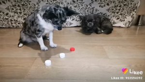 Likee_7164653352814289894.mp4