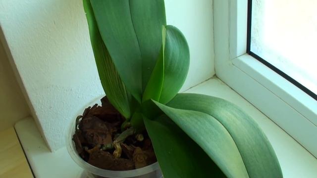 ПИТАТЕЛЬНЫЙ ПОЛИВ ОРХИДЕЙ от какого средства растут корни и листья ОРХИДЕИ быстрее? смотреть онлайн