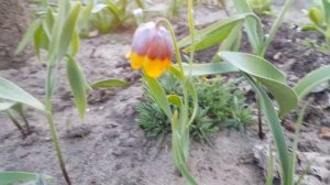 Рябчик Михайловского . Fritillaria meleagris .