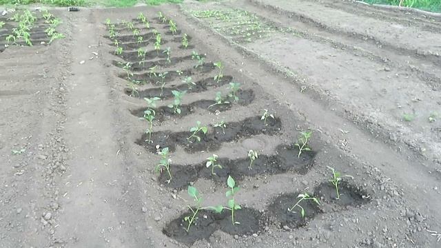 Поспешишь,людей насмешишь.Как я сажал перец и томаты в открытый грунт. смотреть онлайн