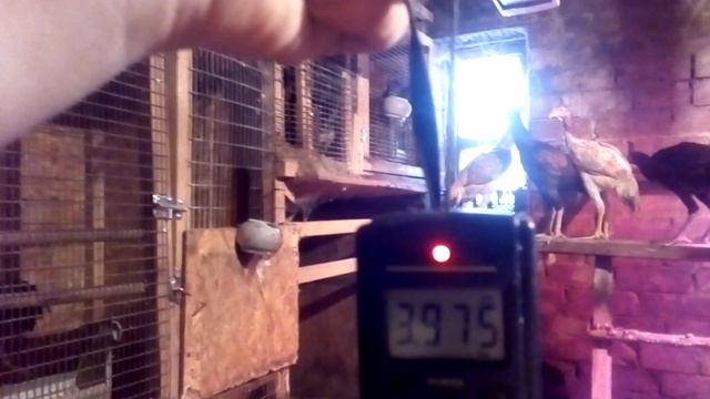 Бойцовые петухи.Вес племенной курицы о-шамо смотреть онлайн