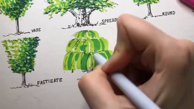 Формы кроны. Как нарисовать дерево поэтапно. Скетчинг для начинающих. Как сделать скетч дерева смотреть онлайн