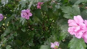 Гибискус сирийский- цветение. 2021  август.