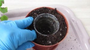 Как правильно пересадить цветы в другой горшок удобно и просто  #цветы#комнатныецветы