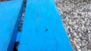 Муравьи убийцы