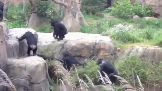 Ищу во мху енота!!! смотреть онлайн