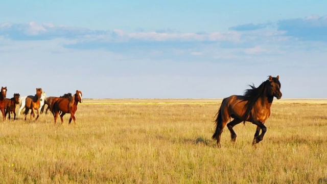 Мельница. Двери Тамерлана. cover Ирида Белая смотреть онлайн