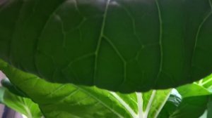 Beginner Hydroponic Kratky Method - Pak Choi 04