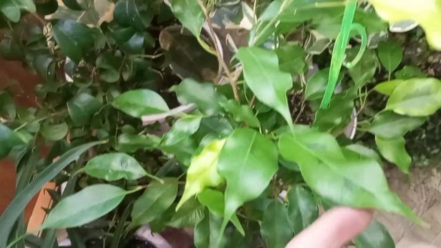 Коллекция моих Фикусов.Помогите посчитать сколько у меня Фикусов? смотреть онлайн