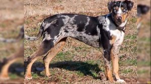 СИЛЬНЕЕ ВОЛКА И СОБАКИ - ЛЕОПАРДОВАЯ СОБАКА Катахулы