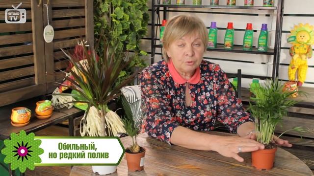 Пальма комнатная уход?  озеленение квартир с  хитсад