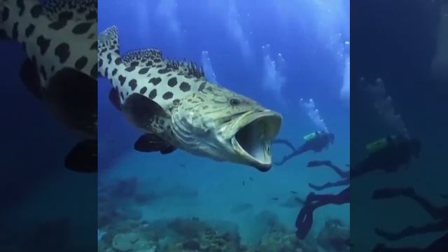 Гигантский Голиаф смотреть онлайн