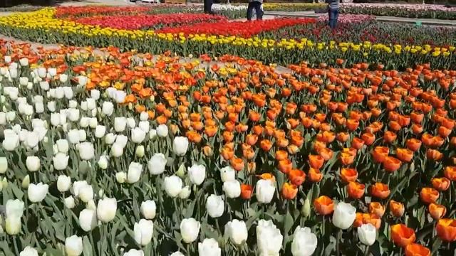 Парад тюльпанов / Tulip parade