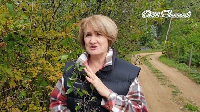 Черноплодная рябина достойна восторга и уважения! смотреть онлайн