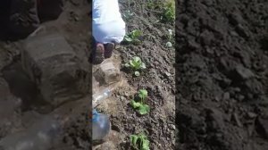 Рассада капусты под банками