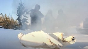 Как охотятся на куропаток лесные ненцы. Древние методы охоты | Ясавэй