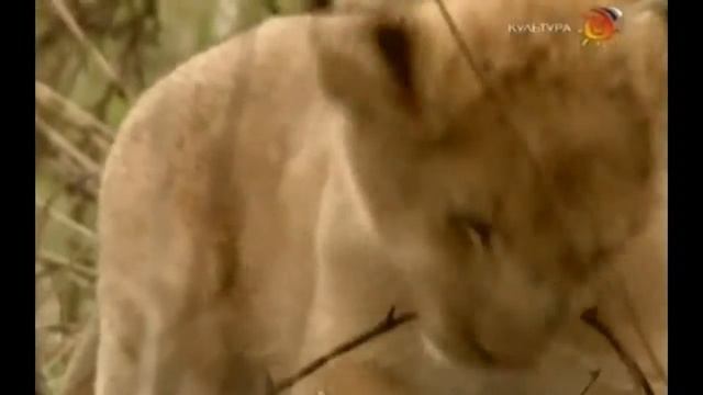 Эти удивительные детеныши. смотреть онлайн