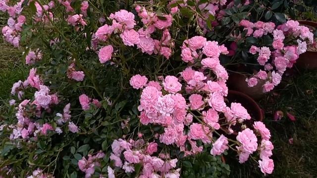 Роза Фейри - настоящее чудо / Rose The Fairy - a real miracle