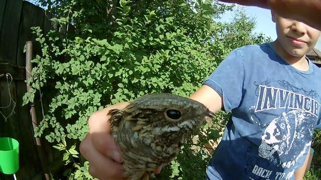 Козодой. смотреть онлайн