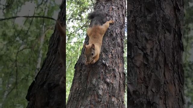 Белка в лесу / белка кушает орех