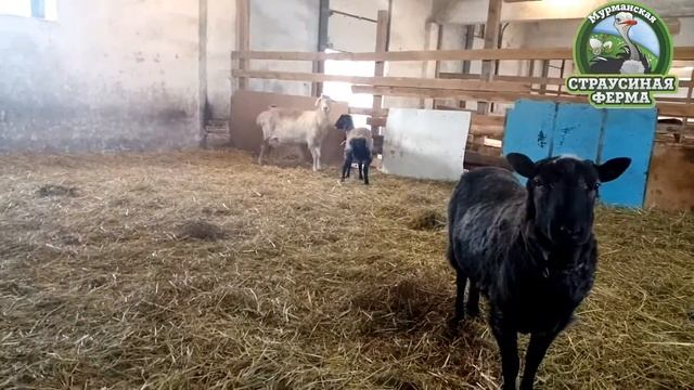 Курдючная овца