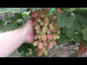 Урожай 2023. Басанти - обнадеживающий сигнальный урожай