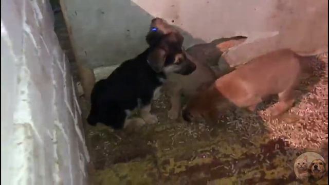 VLOG| Наши Щенки| Ищут семью| Приют Дружок Липецк| Our Puppies / Looking for a family смотреть онлайн