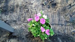 Петуния Грандифлора