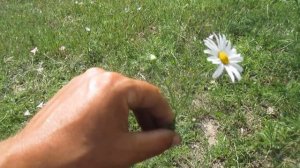 Ромашка непахуча (трёхрёберник непахучий)