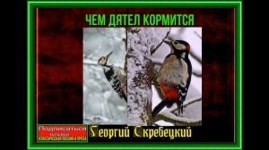 Чем дятел кормится —Георгий Скребецкий  —читает Павел Беседин