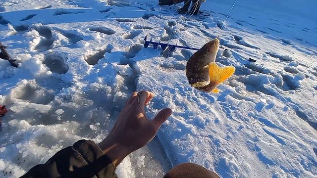 Первый лёд 2021 2022! Хотел половить судака, а пришлось ловить окушей. смотреть онлайн